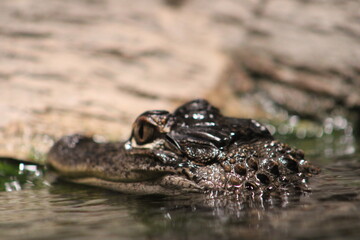 alligator in the water