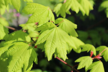 Vine Maple`s new leaves in spring