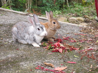 Fototapeta premium two rabbits are eating red quinoa in the yard design for healthy concept