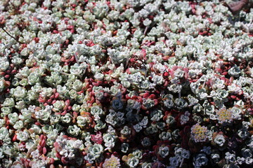 Small white stonecrops grow in spring 