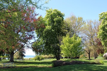 Fresh new leaves brighten from spring sunshine in a park