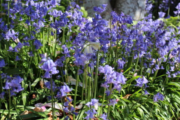 Bluebells bloom in a garden in the late spring
