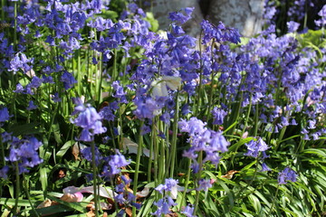 Fototapeta premium Bluebells bloom in a garden in the late spring