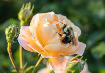 Bee on flower