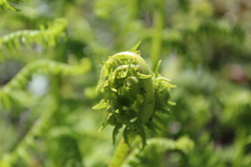 Curled young ferns in fresh green color