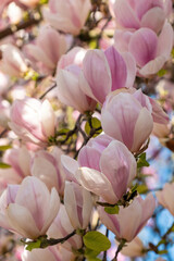 Obraz premium close up of dense, beautiful pink magnolia flowers blooming on the branches in the park