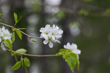 White Flowers in a Tree