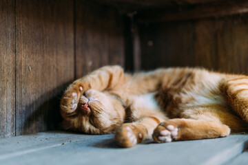 Orange cat close-up picture sleeping in a wooden box