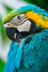 Macaw Wild animal
Colorful, close-up, focus, eyes