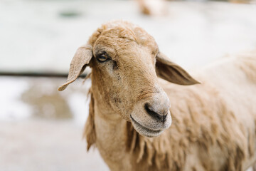 Sheep close-up picture