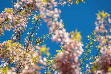 beautiful pink cherry flowers blooming on the branch under clear blue sky