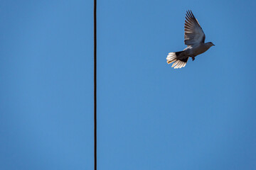 a dove flew away from the wire under clear blue sky