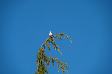 a beautiful dove resting on the tip of a pine tree on a windy day under the clear blue sky