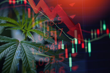 Cannabis business with marijuana leaves and stock graph charts on stock market exchange trading...