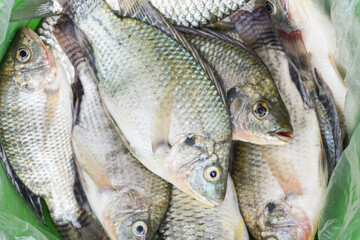 Fresh Tilapia fish freshwater for cooking food, Raw tilapia from farm