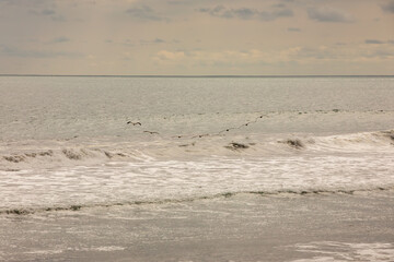 Brown pelican (Pelecanus occidentalis) pod over the water and sky