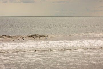 Fototapeta na wymiar Brown pelican (Pelecanus occidentalis) pod over the water and sky