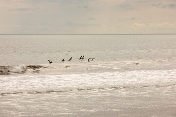 Brown pelican (Pelecanus occidentalis) pod over the water and sky