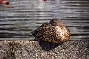 close up of a female duck resting on the concrete edge of an artificial pond in the park on a sunny day