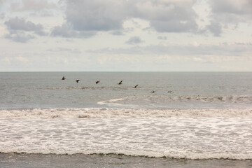 Brown pelican (Pelecanus occidentalis) pod over the water and sky