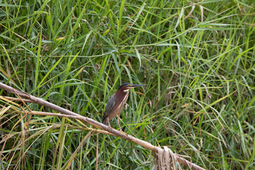 Green heron (Butorides virescens) in Damas Island mangroove wetland
