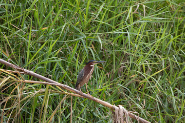 Green heron (Butorides virescens) in Damas Island mangroove wetland