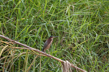 Green heron (Butorides virescens) in Damas Island mangroove wetland