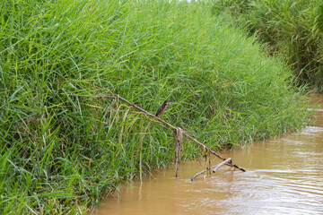 Green heron (Butorides virescens) in Damas Island mangroove wetland