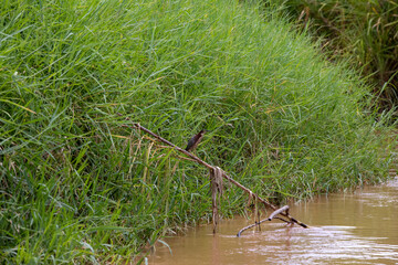 Green heron (Butorides virescens) in Damas Island mangroove wetland