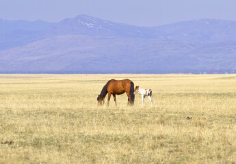 A horse with a foal in the Kurai steppe. Pets graze among the dry grass in the spring against the backdrop of the mountains. Gorny Altai, Siberia, Russia