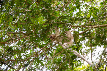 The brown-throated three-toed sloth (Bradypus variegatus)