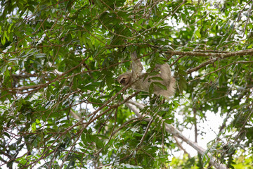 The brown-throated three-toed sloth (Bradypus variegatus)