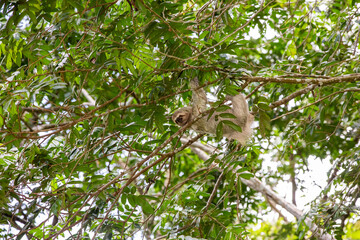 The brown-throated three-toed sloth (Bradypus variegatus)