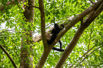 White-throated capuchins monkeys in Costa Rica