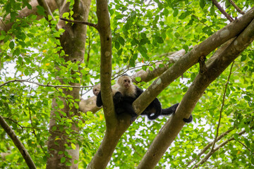 White-throated capuchins monkeys in Costa Rica