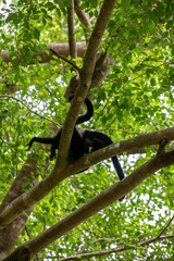 Obraz premium White-throated capuchins monkeys in Costa Rica