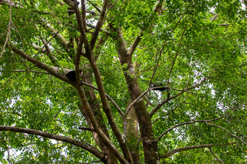 White-throated capuchins monkeys in Costa Rica