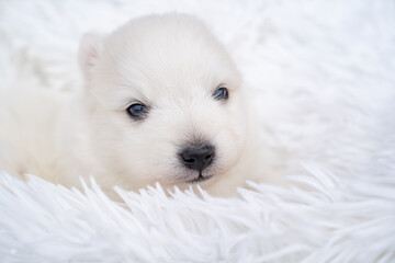 cute white Japanese spitz puppy. thoroughbred dog on a fluffy white coverlet. 