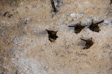 Proboscis bat (Rhynchonycteris naso), the Long-nosed bat in Costa Rica