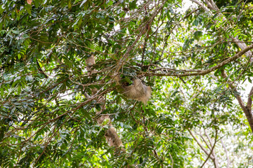 The brown-throated three-toed sloth (Bradypus variegatus)