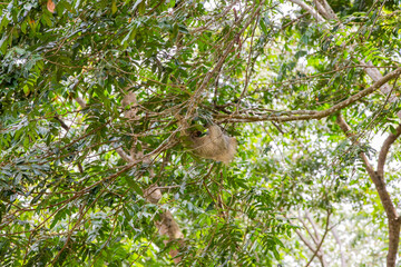 The brown-throated three-toed sloth (Bradypus variegatus)