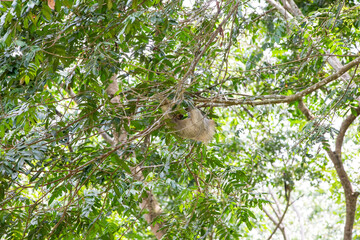 The brown-throated three-toed sloth (Bradypus variegatus)