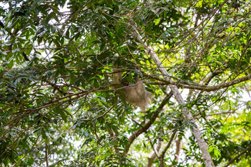 The brown-throated three-toed sloth (Bradypus variegatus)