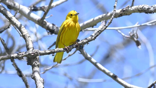 Yellow Warbler up in the trees singing
