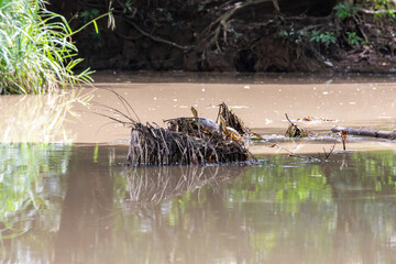 Fresh water soft-shell turtles in Damas Island, Quepos, Costa Rica