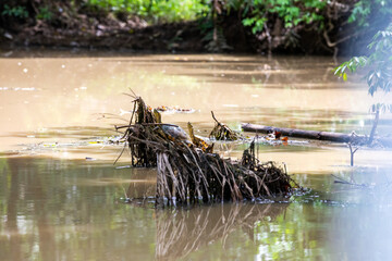 Fresh water soft-shell turtles in Damas Island, Quepos, Costa Rica