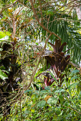 Green iguana (Iguana iguana) in Damas Island mangrove forest, Costa Rica
