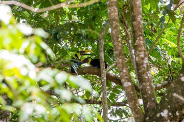 Fototapeta premium Couple of chestnut-mandibled toucan in a tree in Costa Rica