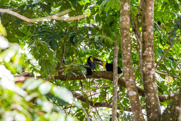 Couple of chestnut-mandibled toucan in a tree in Costa Rica