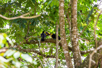 Couple of chestnut-mandibled toucan in a tree in Costa Rica